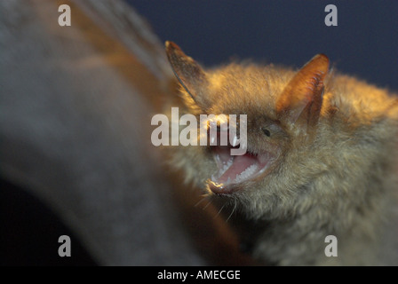 Geoffroy`s bat (Myotis emarginatus), portrait of a single animal, Bulgaria Stock Photo